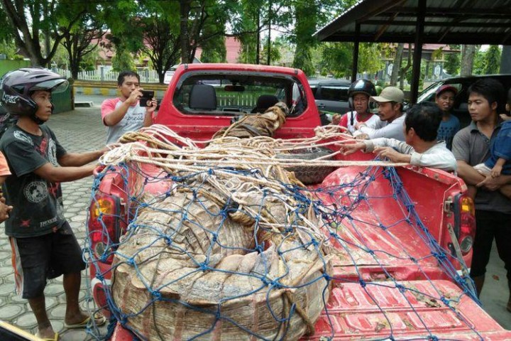 Buaya Putih Seberat 1 Ton Ditemukan di Kalimantan
