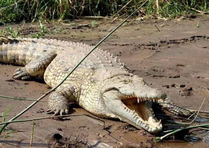 Bocah Serang dan Cungkil Mata Seekor Buaya Demi Selamatkan Kawannya