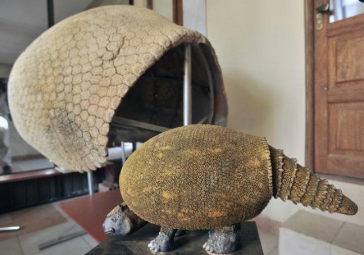 Nelayan Temukan Cangkang Armadillo Purba Berusia 10.000 Tahun