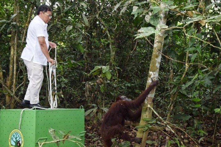Pupuk Kaltim Lepasliarkan Orang Utan yang Ditemukan di Dekat Pabrik 