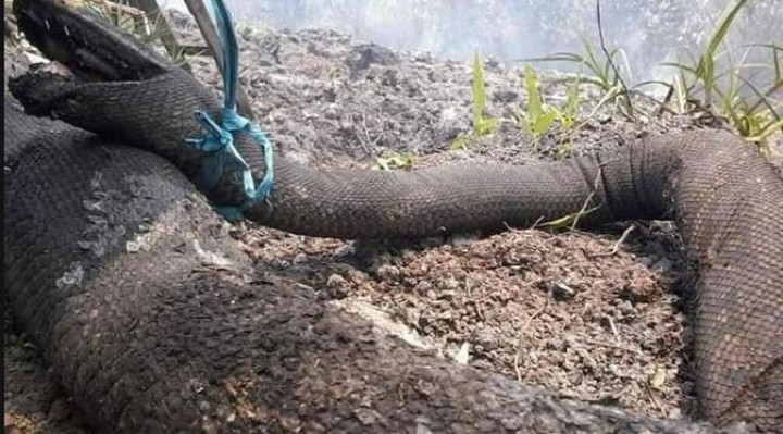 Fakta-fakta Ular Raksasa Korban Kebakaran Hutan Kalimantan