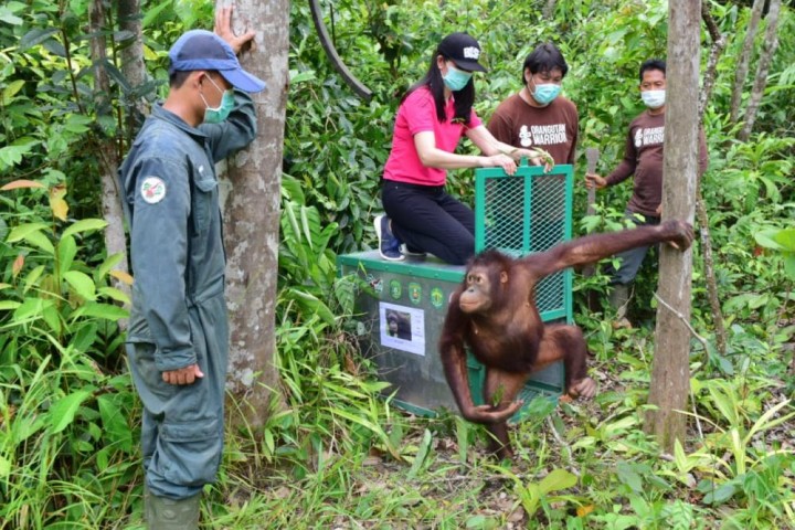 Pelepasliaran Empat Orangutan di Hutan Samboja