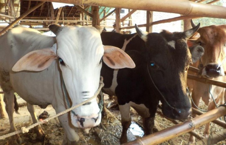 Pemprov Kaltim Siapkan 11.837 Sapi untuk Iduladha