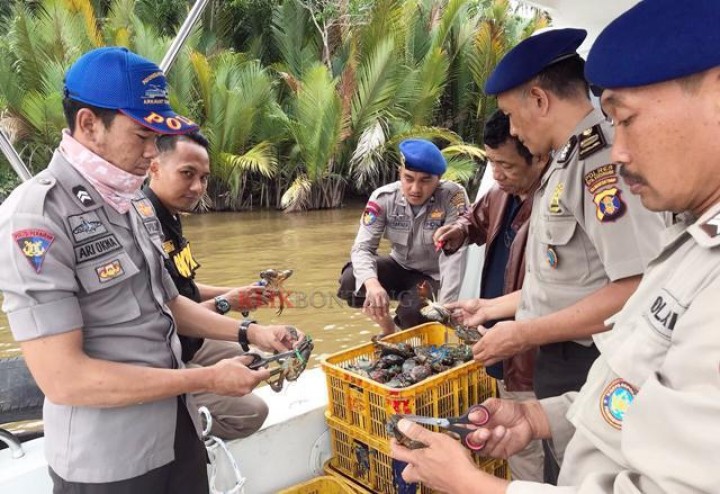 Seribu Lebih Kepiting Ilegal Diamankan Polair Kukar