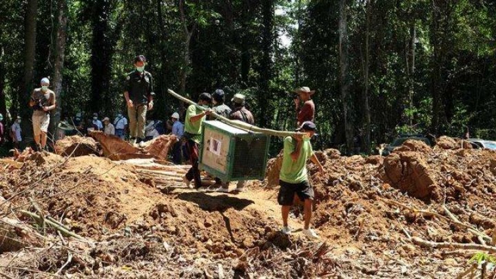 Pulau Buatan untuk Orangutan itu Bernama Juq Kehje Sewen