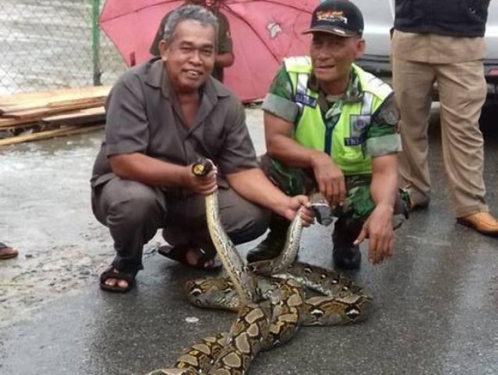 Resahkan Warga, Teror Ular Merajalela