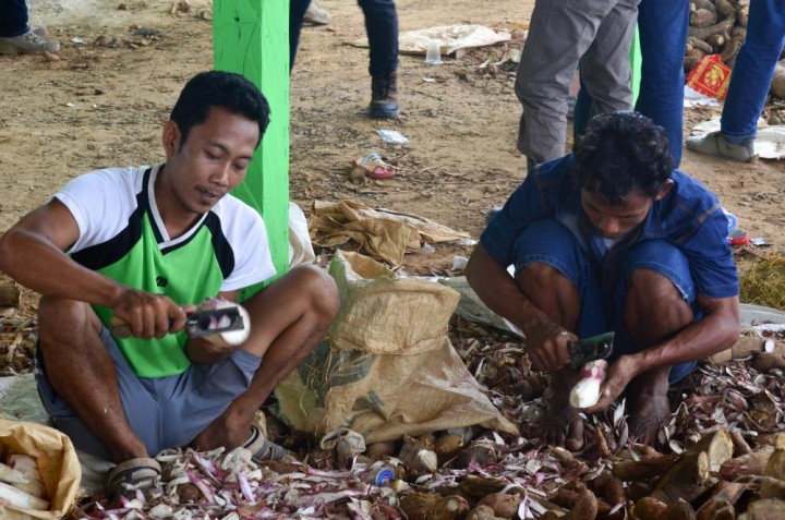 Desa Ini Fokus Kembangkan Singkong Gajah