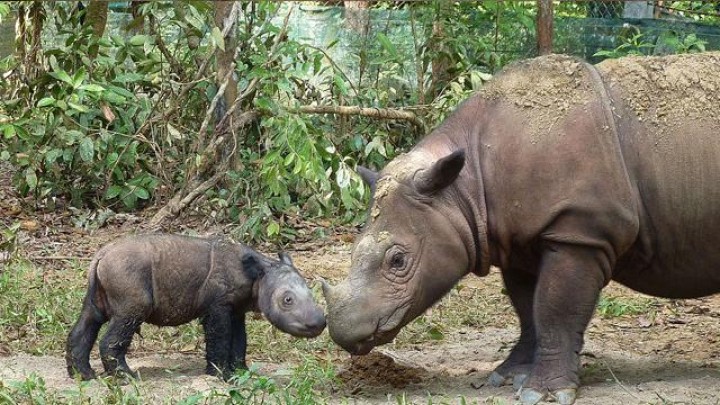 Habitat Badak Sumatera Diyakini Masih Ada di Kalimantan