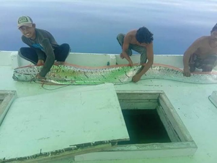 Heboh Penemuan Ikan Oarfish di Pulau Selayar, Tanda Akan Gempa?
