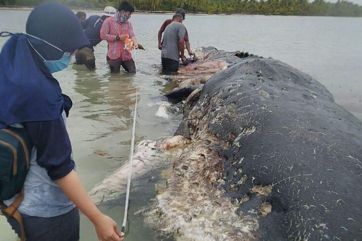 Paus Sepanjang 9,5 Meter Ditemukan Membusuk di Wakatobi