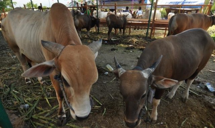 11.900 Sapi Disiapkan, 72 Persen dari Luar Kaltim
