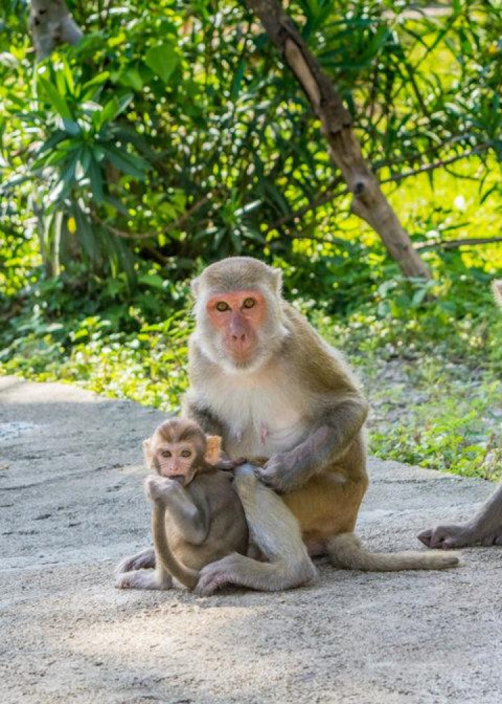 Gara-gara Virus Corona, Monyet di Thailand Kelaparan