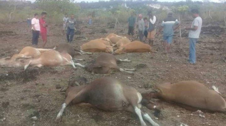 13 Ekor Sapi Tewas Disambar Petir, Sapi-sapi Bergelimpangan, Peternak Sedih