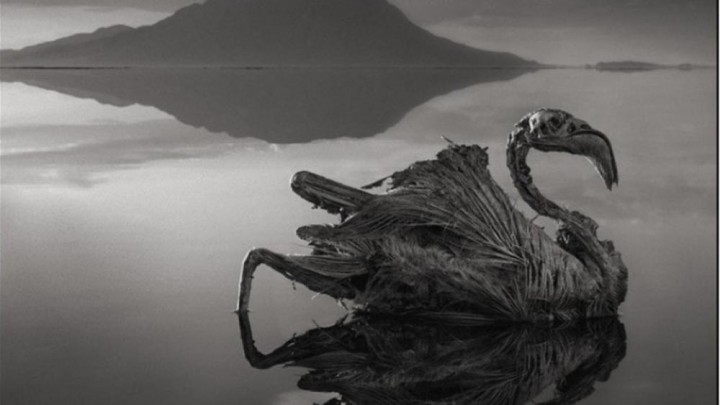 Danau Menakutkan, Hewan-hewan Berubah jadi Patung Batu