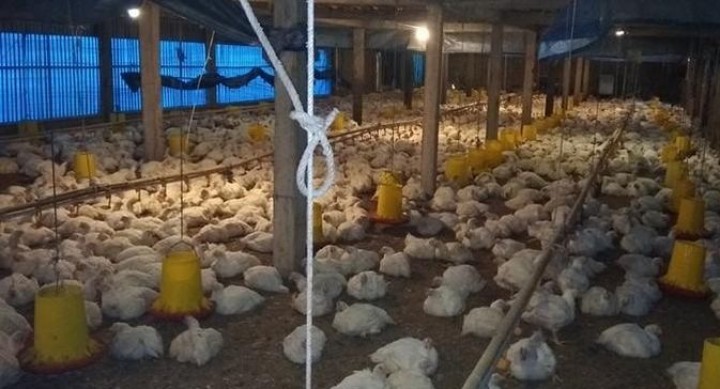 Nasib Peternak Ayam: Sudah Harga Anjlok, Dihantam Corona Pula