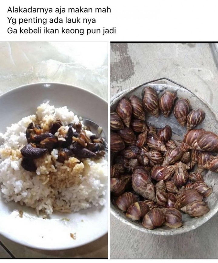 feed