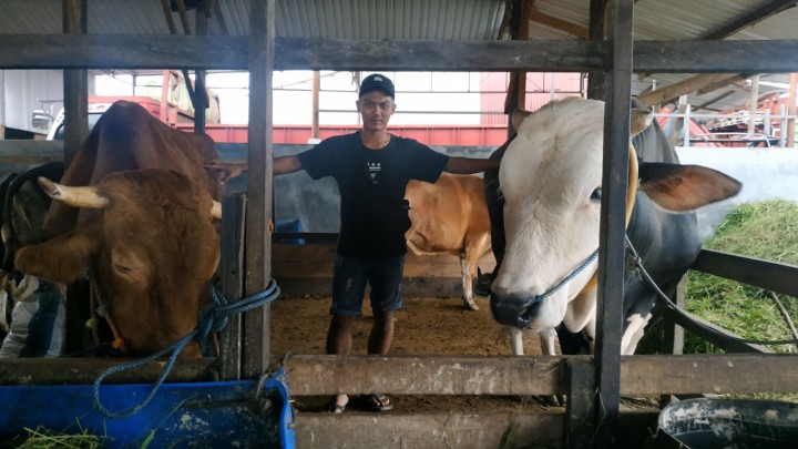 Sapi Raksasa di Bontang Laku Rp 40 Juta, Jenis yang Sering Dibeli Presiden Jokowi