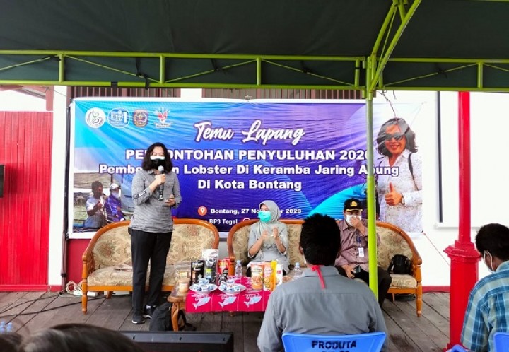 Cocok Dibudidayakan di Bontang, Keuntungan Bisnis Lobster Menggiurkan