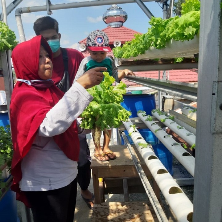 Kisah Sukses Sari, Bercocok Tanam di Halaman Rumah Raup Omzet Jutaan