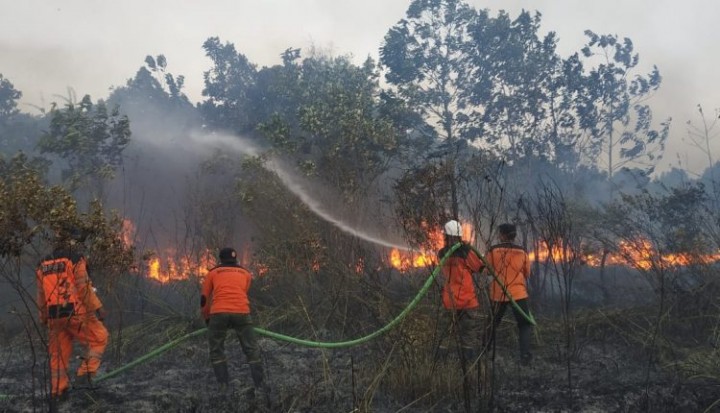 81 Hektar Hutan dan Lahan Terbakar Sia-Sia, BPBD Bontang Sebut Karhutla Menurun