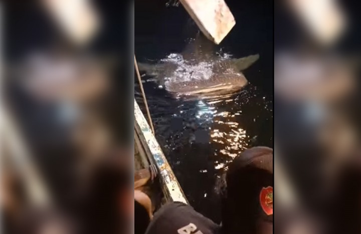 3 Kawanan Hiu Paus Muncul di Perairan Bontang, Datangi Nelayan saat Tangkap Ikan