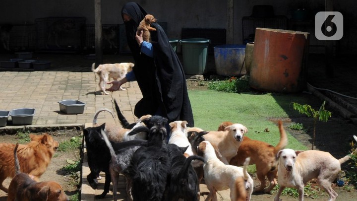6 Fakta Viral Wanita Bercadar Rawat Puluhan Ekor Anjing Ditolak Ormas