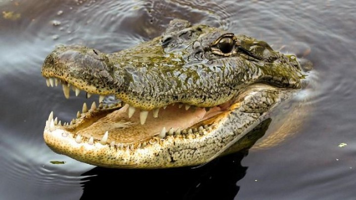 Buaya Besar Muncul Lagi di Selambai, BKSDA Minta Pemkot Ikut Cari Solusi