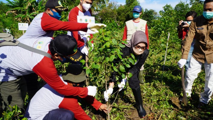 Hari Keanekaragaman Hayati di Bontang, Wawali Najirah Ikut Tanam 2.021 Pohon Mangrove