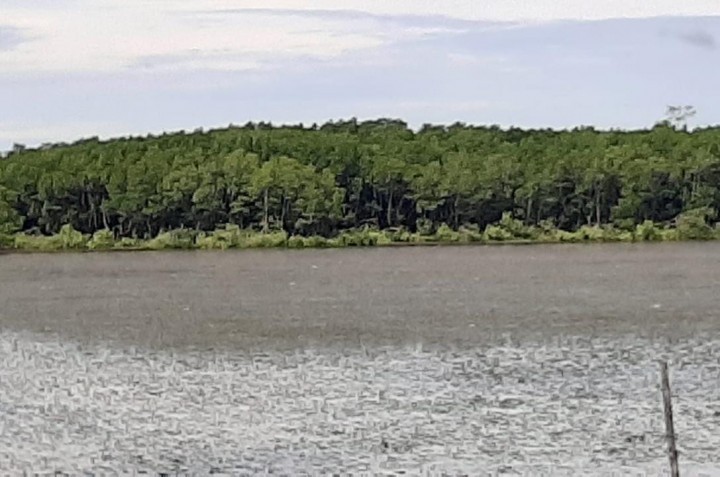 3 Hektare Hutan Bakau di Pulau Selangan Habis Dibabat Warga