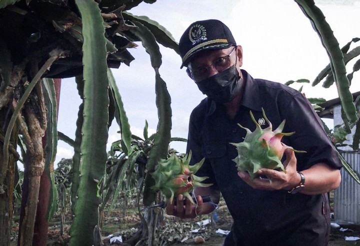 Ikut Panen Buah Naga, Samsun Pulang Dibekali Proposal oleh Petani