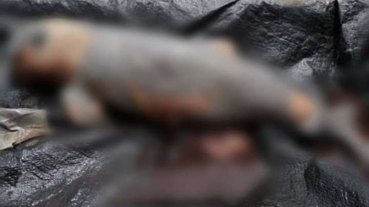 Lagi, Bayi Pesut Mahakam Ditemukan Mati di Kukar