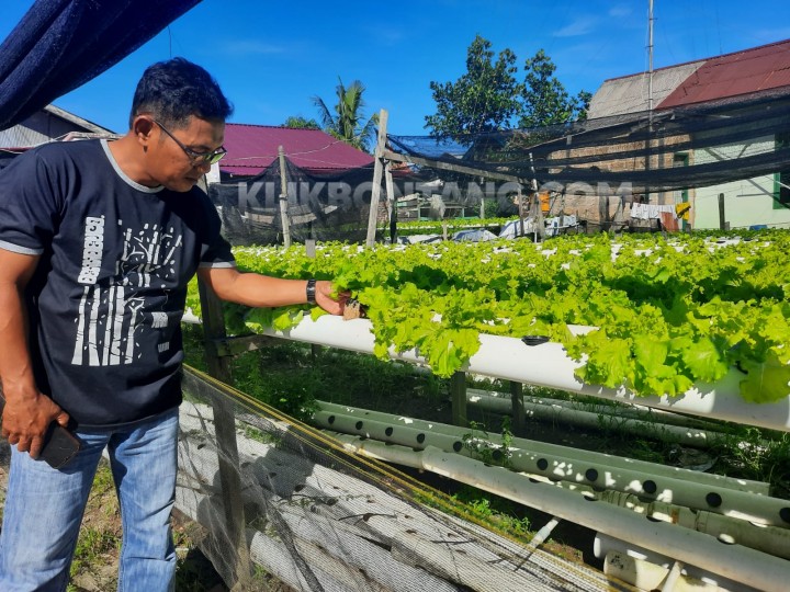 Kisah Ma'ruf, Pria dengan Keterbatasan Penglihatan  Raup Rp 10 Juta dari Tanaman Selada