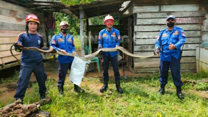 Piton 4 Meter Ditangkap dari Kandang Ayam Warga Bontang Lestari