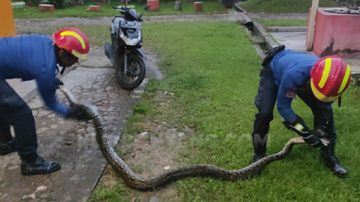 Sering Teror Warga, Ular Piton 3 Meter Ditangkap di Berbas Tengah