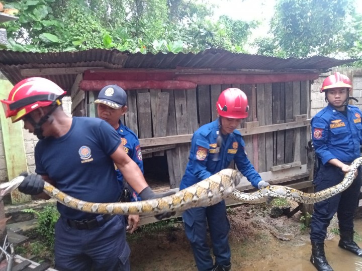 Ular Piton Sepanjang 3 Meter Ditangkap saat Sembunyi di Kandang Ayam Sekolah