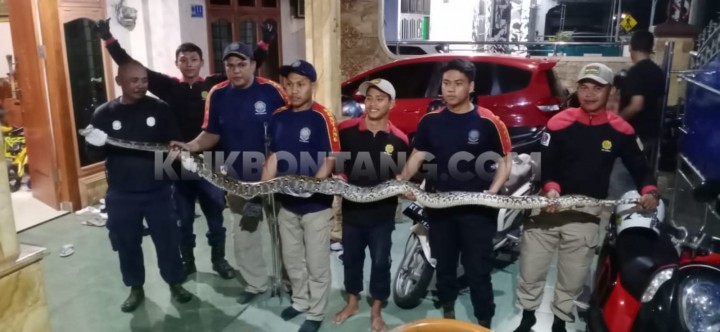 Ular Piton Sepanjang 4 Meter Sembunyi di Plafon Rumah Warga