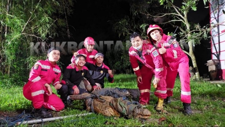 3 Jam Berjibaku, Buaya Sangatta Berhasil Dijinakkan
