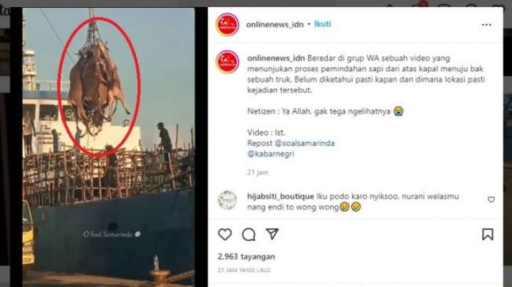 Pengangkutan Gerombolan Sapi dari Kapal di Samarinda Ini Tuai Kecaman Warganet