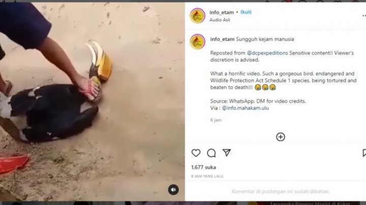 Viral Burung Khas Kalimantan Disiksa, Dipukuli Balok hingga Diinjak