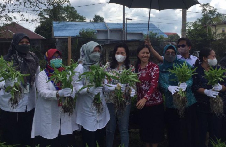 Panen Perdana Sayur Dasawisma Kampis Hilir, Hasil dari Menanam di Pekarangan