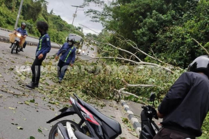 Pohon Tumbang di Jalan Cipto Mangunkusumo, 1 Pemotor Terluka
