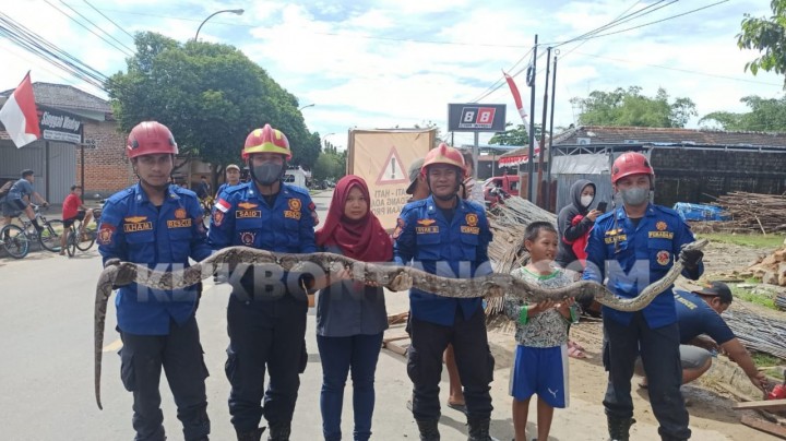 Ular Piton 2,5 Meter Ditangkap Petugas dari Lokasi Proyek Jalan DI Pandjaitan