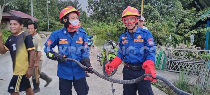 Disdamkartan Tangkap Ular King Koros  3 Meter di Taman Milik Warga