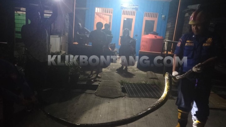 Ular Piton 3 Meter Sembunyi di Pot Bunga Warga Loktuan