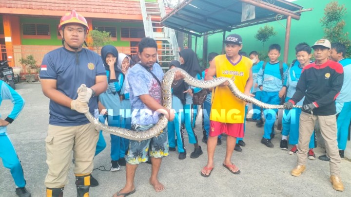 Ular Piton 4 Meter Ditangkap dari Sekolah di Loktuan