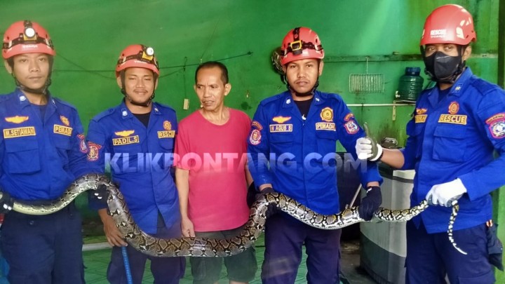Ular Piton Bersarang di Dalam Pipa Rumah Warga Bontang