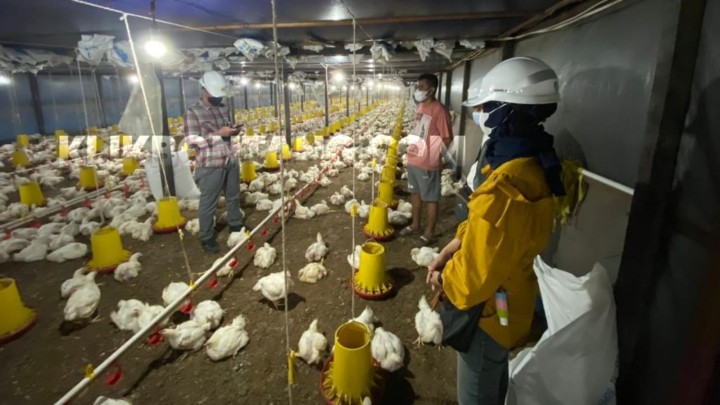 Cerita Peternak Ayam Kutim Bisa Hemat Listrik Puluhan Juta dengan Program Electrifying Agriculture PLN Bontang