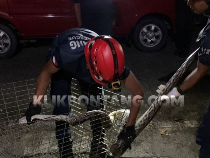 Musim Penghujan, 2 Ular Piton Ukuran 3 Meter Dievakuasi Damkar Bontang