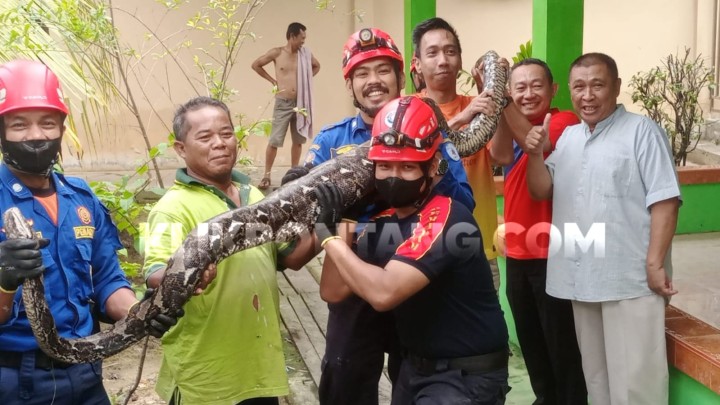 Ular Piton 4,5 Meter Usai Mangsa Hewan Ditangkap di MAN Bontang