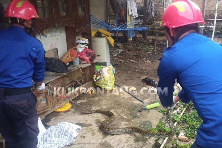 Ular Piton Mangsa Ternak Warga di Kampung Sidrap 